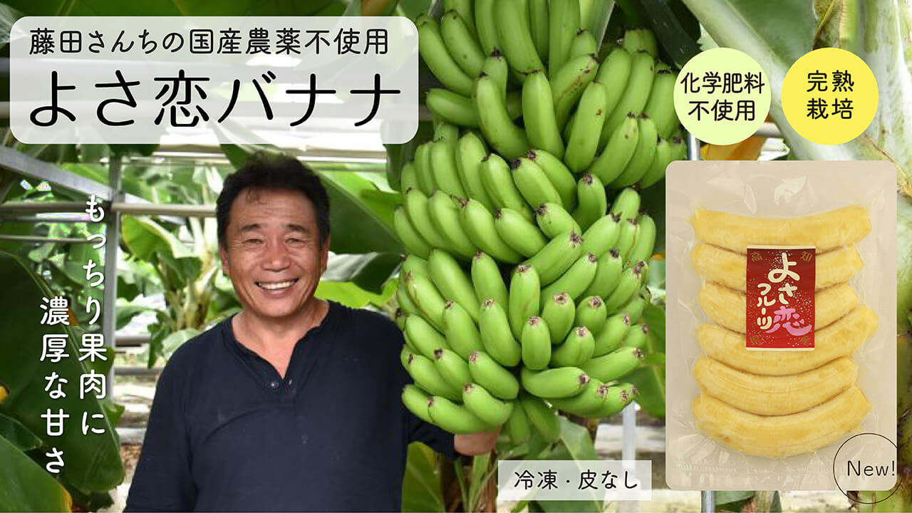 国産無農薬バナナ（よさこいバナナ）栽培期間中農薬化学肥料不使用